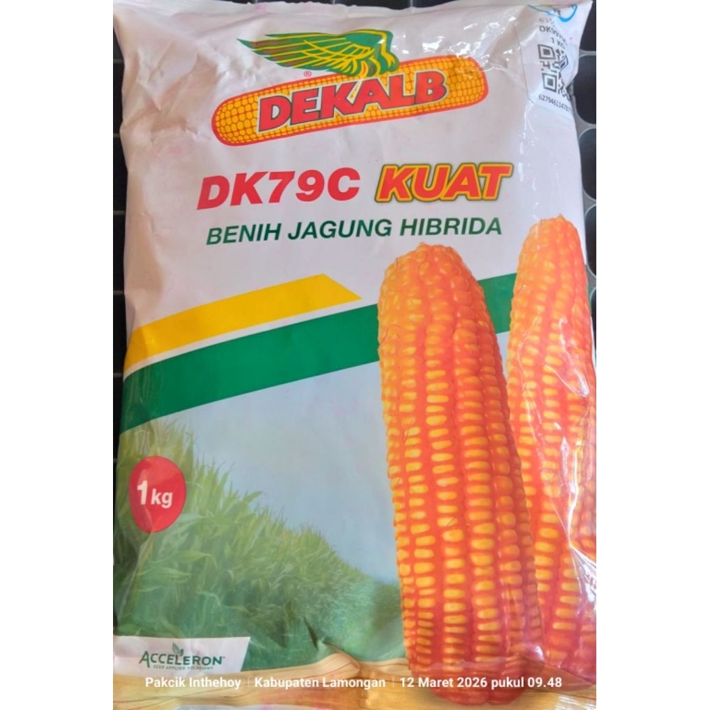 BENIH JAGUNG DK 79C KUAT 1 KG