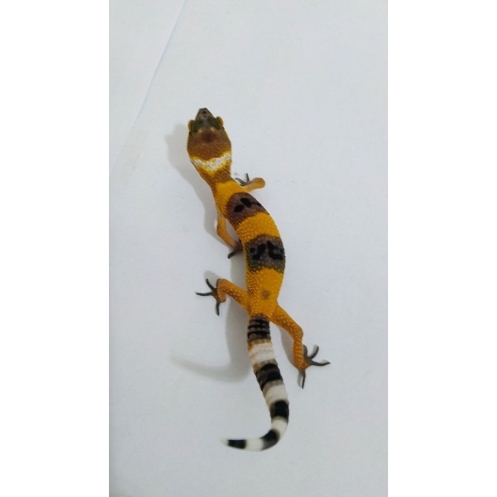 Mainan Gecko Baby