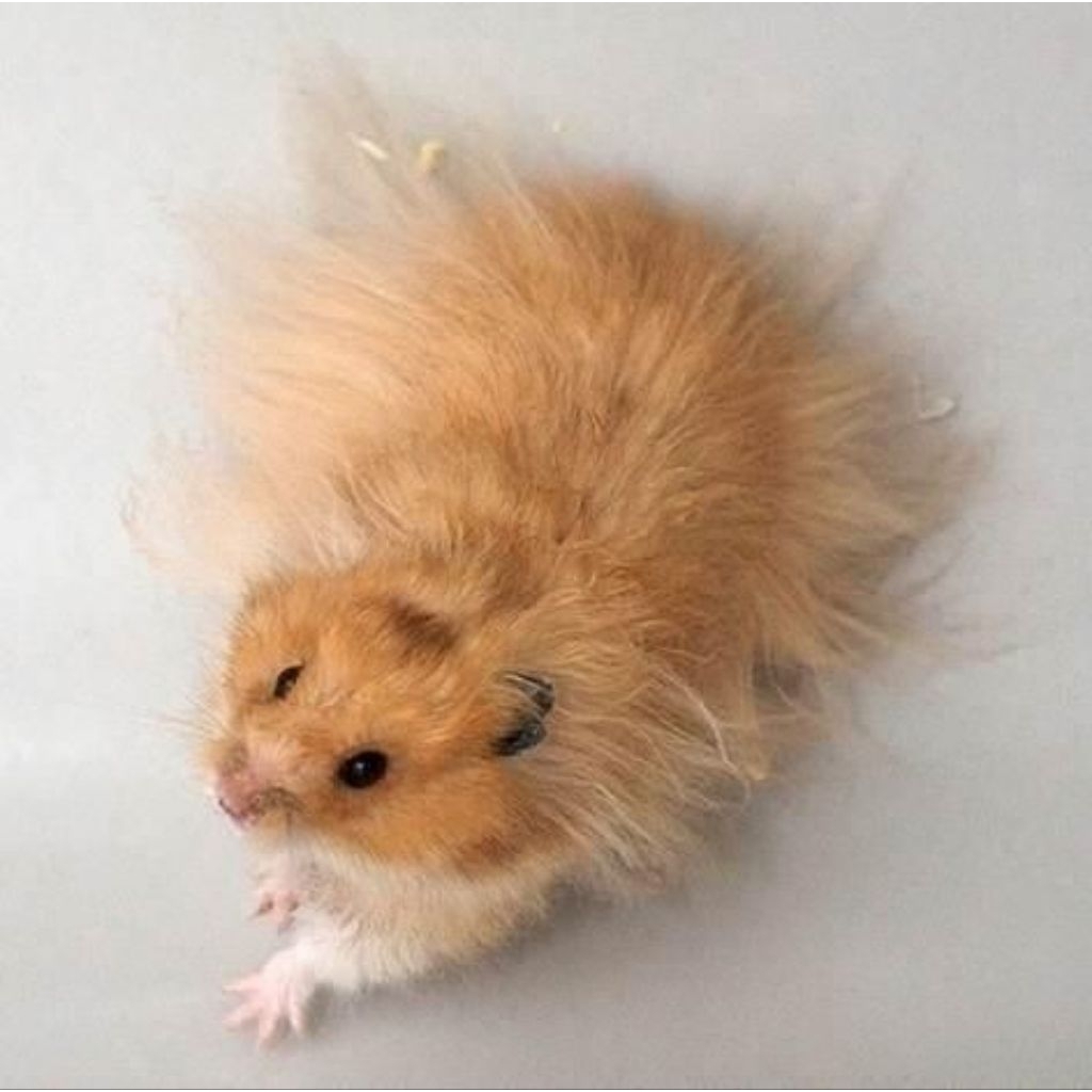 Hamster Syrian Golden Long Hair