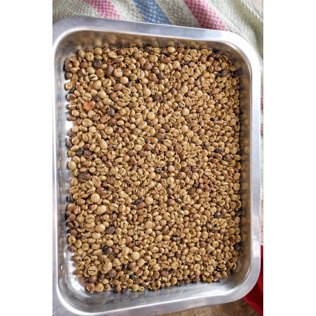 Robusta Asalan Lampung Barat