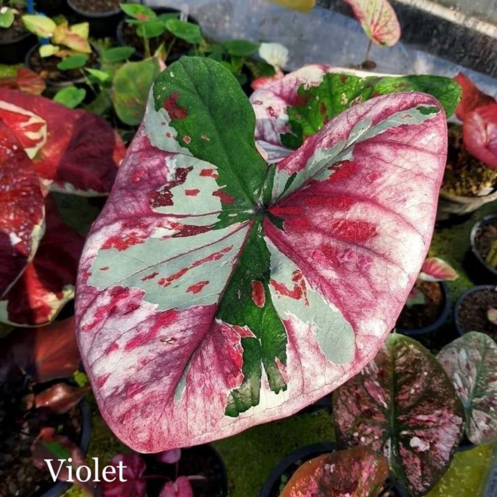 BIBIT BONGGOL TANAMAN HIAS KELADI VIOLET /BIBIT BONGGOL KELADI THAILAND MURAH