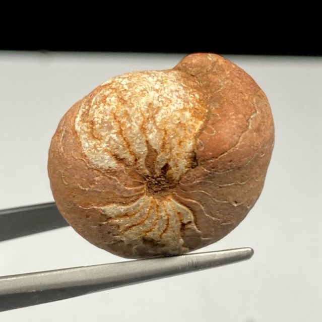 Fosil Ammonite - Natural Ammonite Full Suture