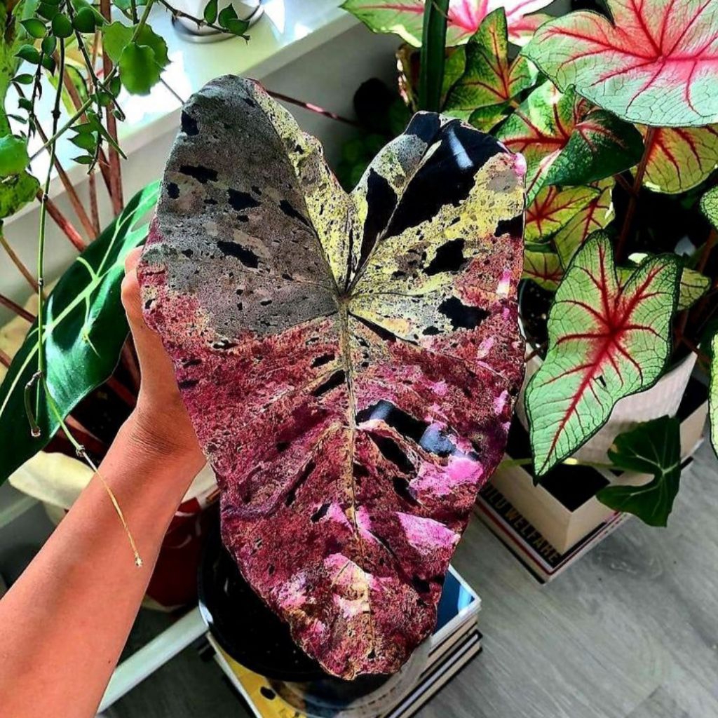 BIBIT BONGGOL TANAMAN KELADI COLOCASIA ESCULENTA MOJITO/BIBIT KELADI THAILAND MURAH