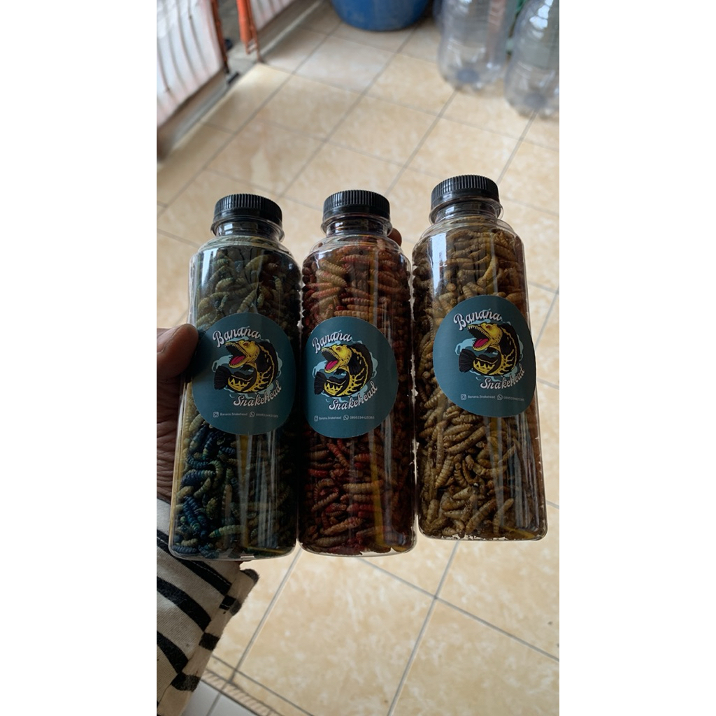 maggot kering bsf super premium grade A+ pakan ikan chana-oscar-pebas dan berbagai jenis ikan lainny