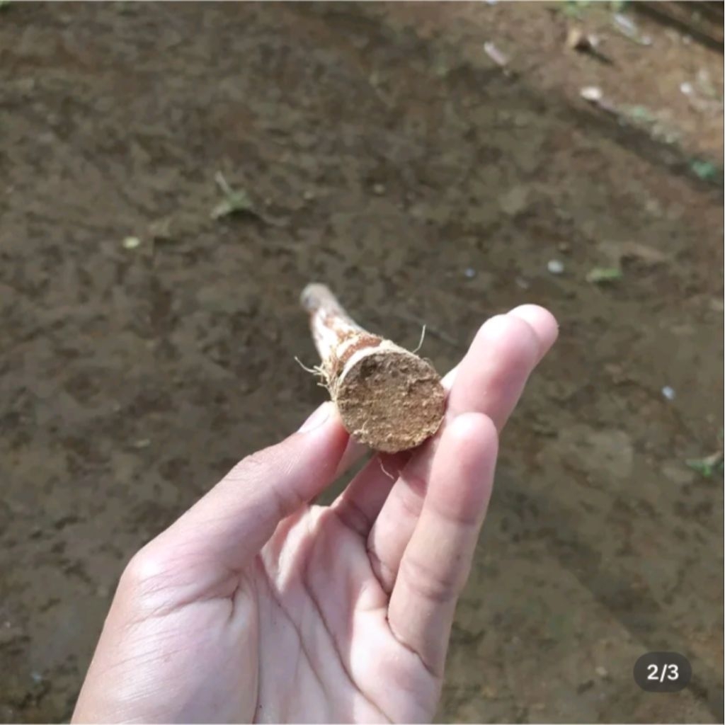 Rotan Batangan Panjang 150cm Rotan Asli Tongkat Rotan