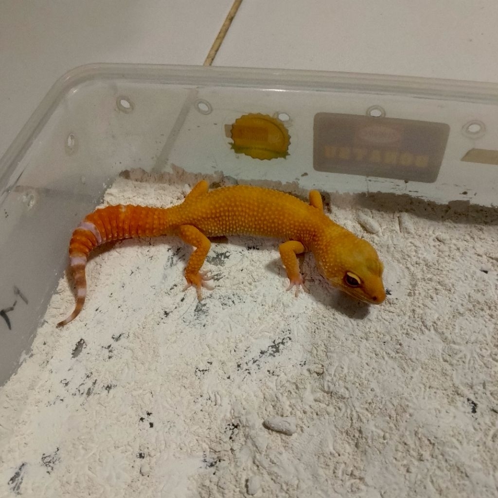 Koleksi gecko berkualitas data lengkap check out, gecko dikirim sesuai foto yang ada di produk