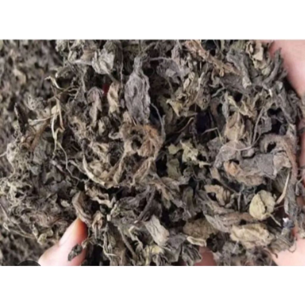 Janggelan Kering 1kg Asli Dongko Trenggalek - Cincau Hitam Super