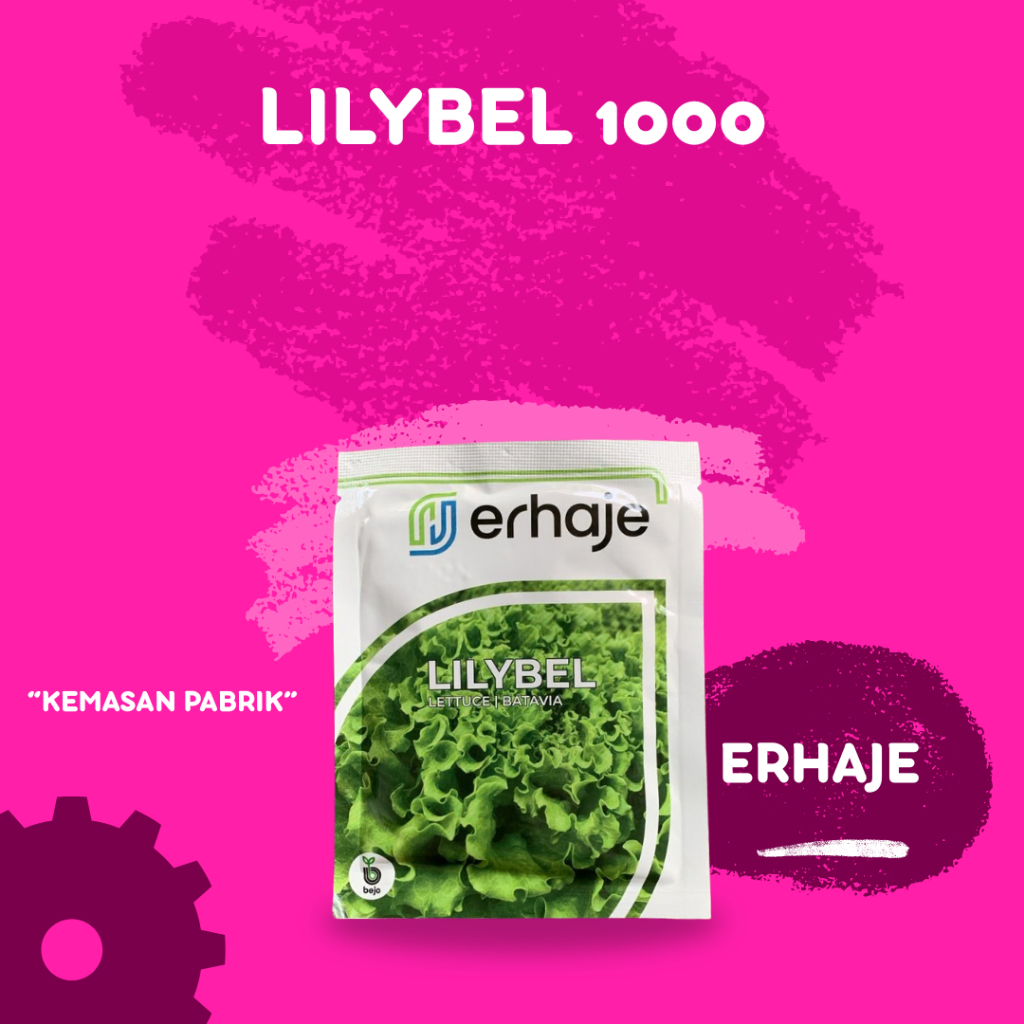 Benih selada batavia bejo lilybel 1000 pils original F1 pabrik