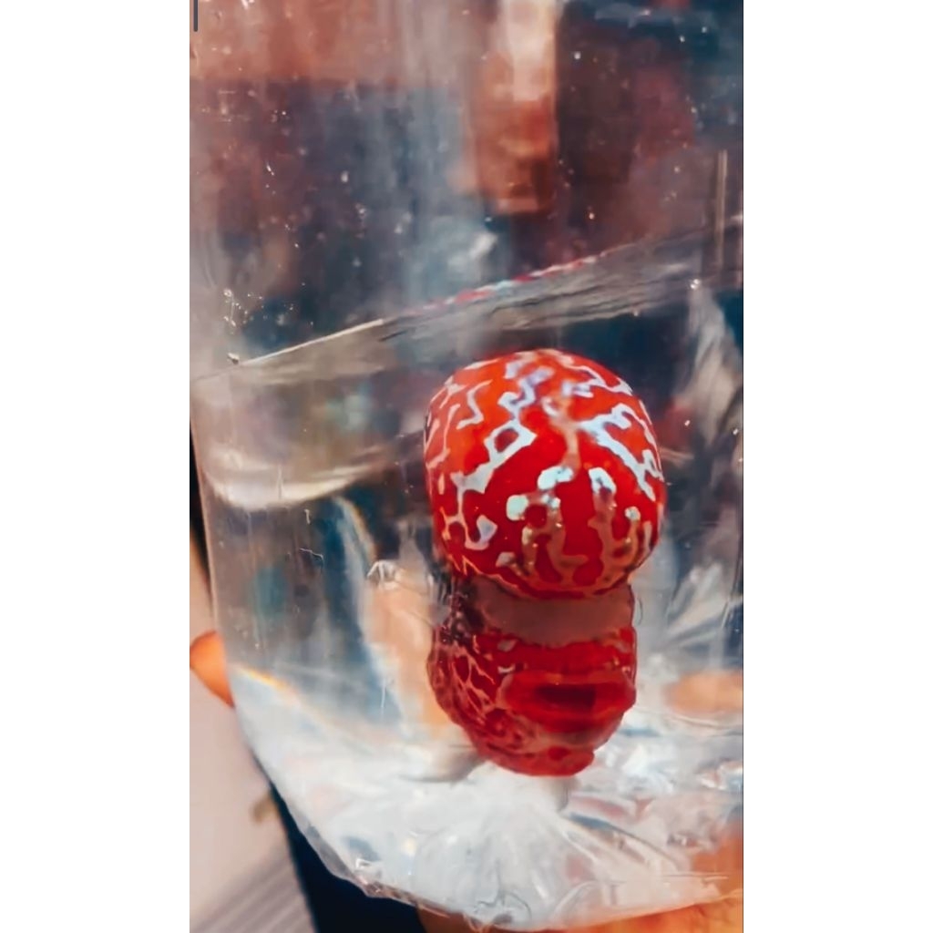 LOUHAN SRD 4-5CM (line Thailand)