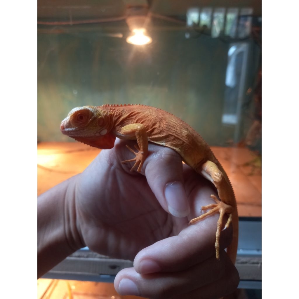 Red Albino Terbaik Iguana Pelet