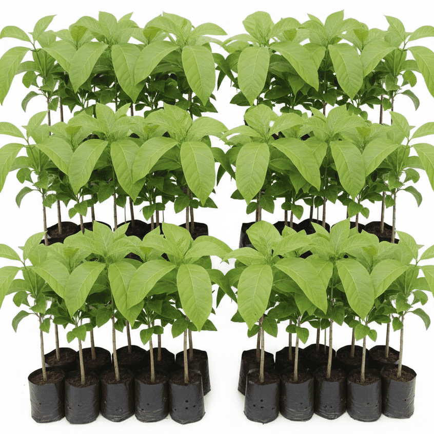 Bibit Pohon Jati Solomon Super Lurus Grosir/ Bibit Jati Solomon Unggul