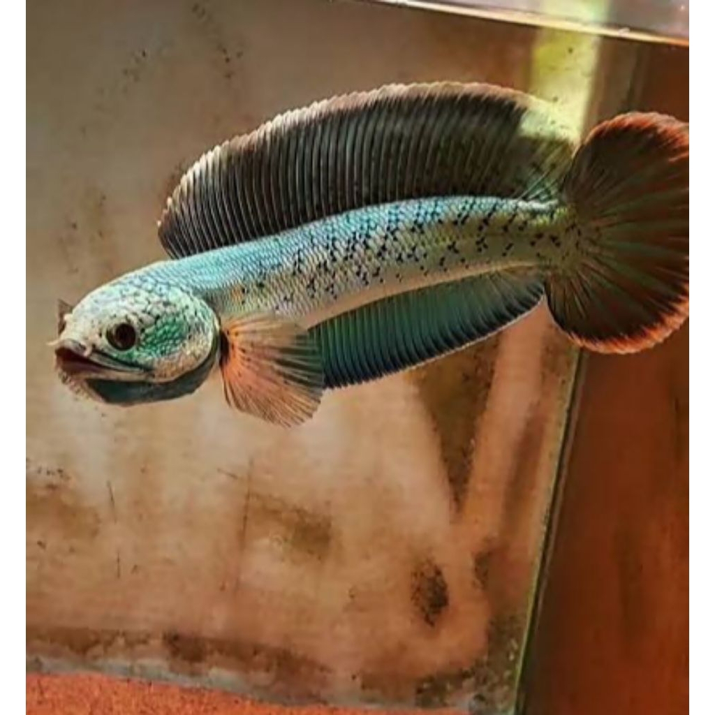 Channa Barca 2 Ekor Size 3-5 Cm+bonus pakan