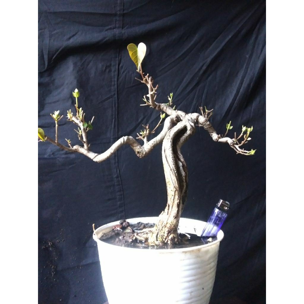 bonsai.waru.wayang