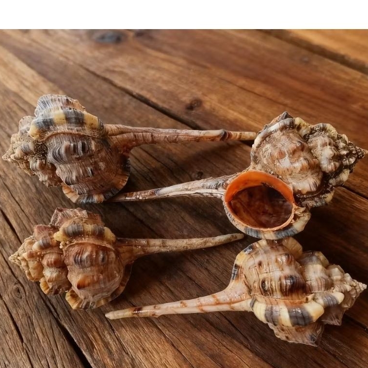 Cangkang kerang HAUSTELLUM Besar/cangkang pentung besar