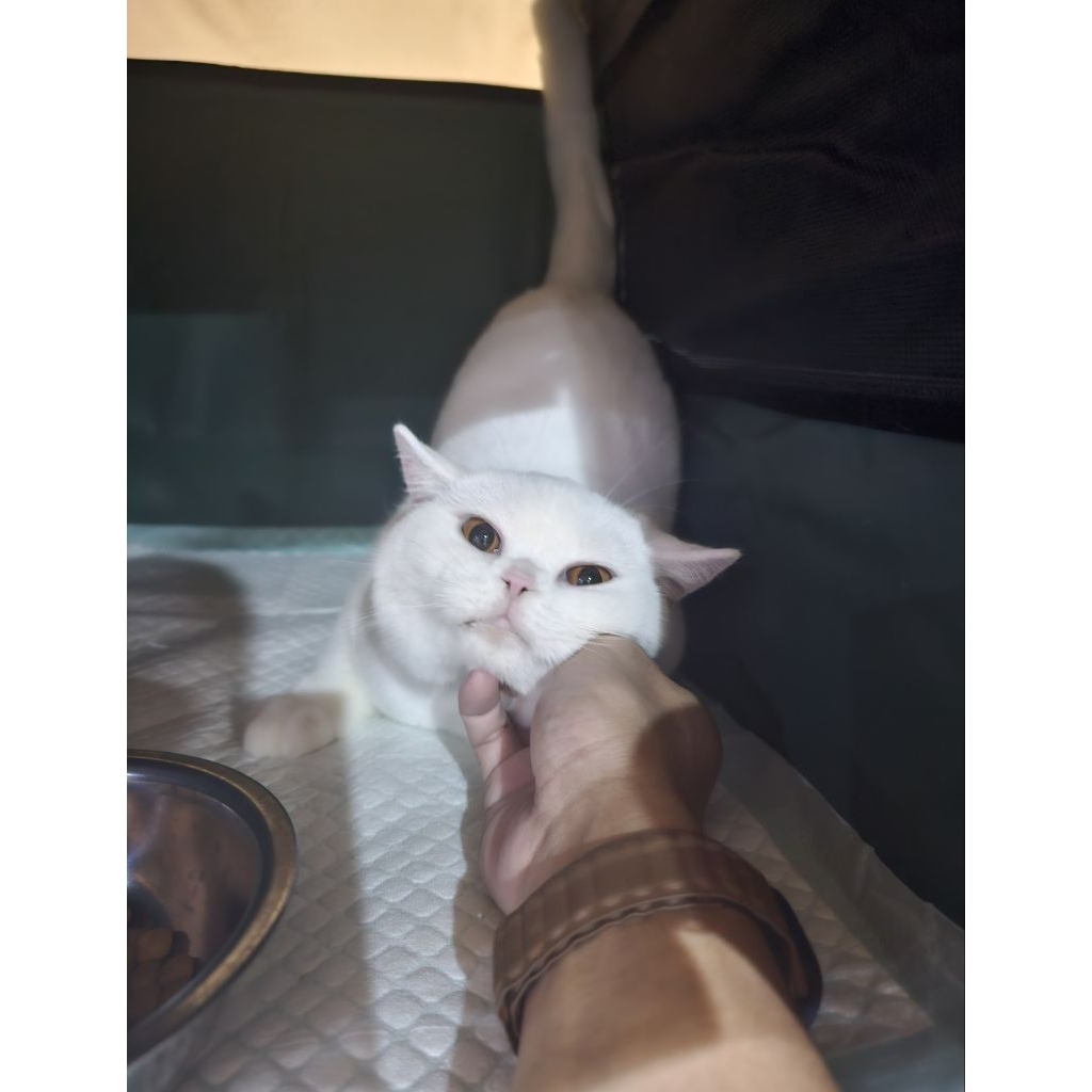 BSH/ British shorthair female white solid l