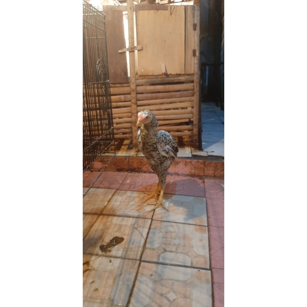 Ayam shamo eropa line zuchter