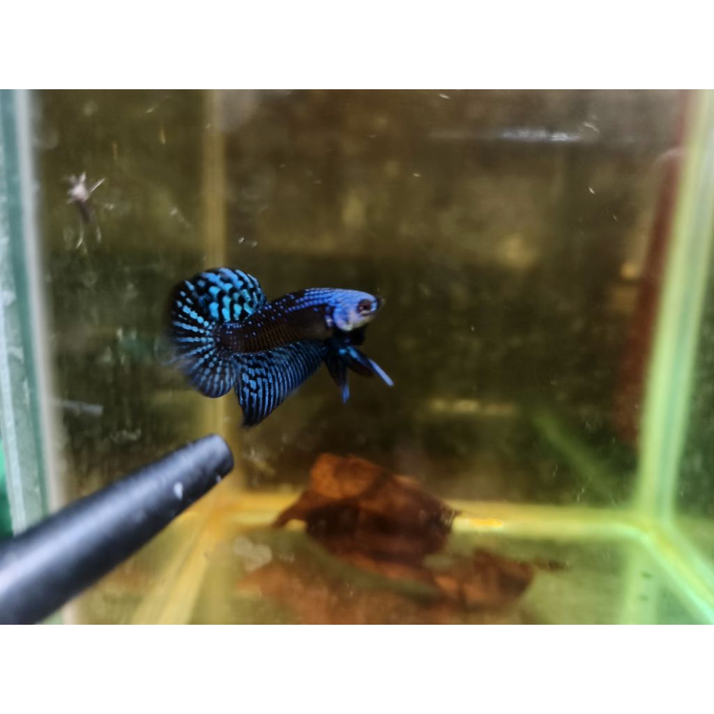 ikan cupang alien samurai