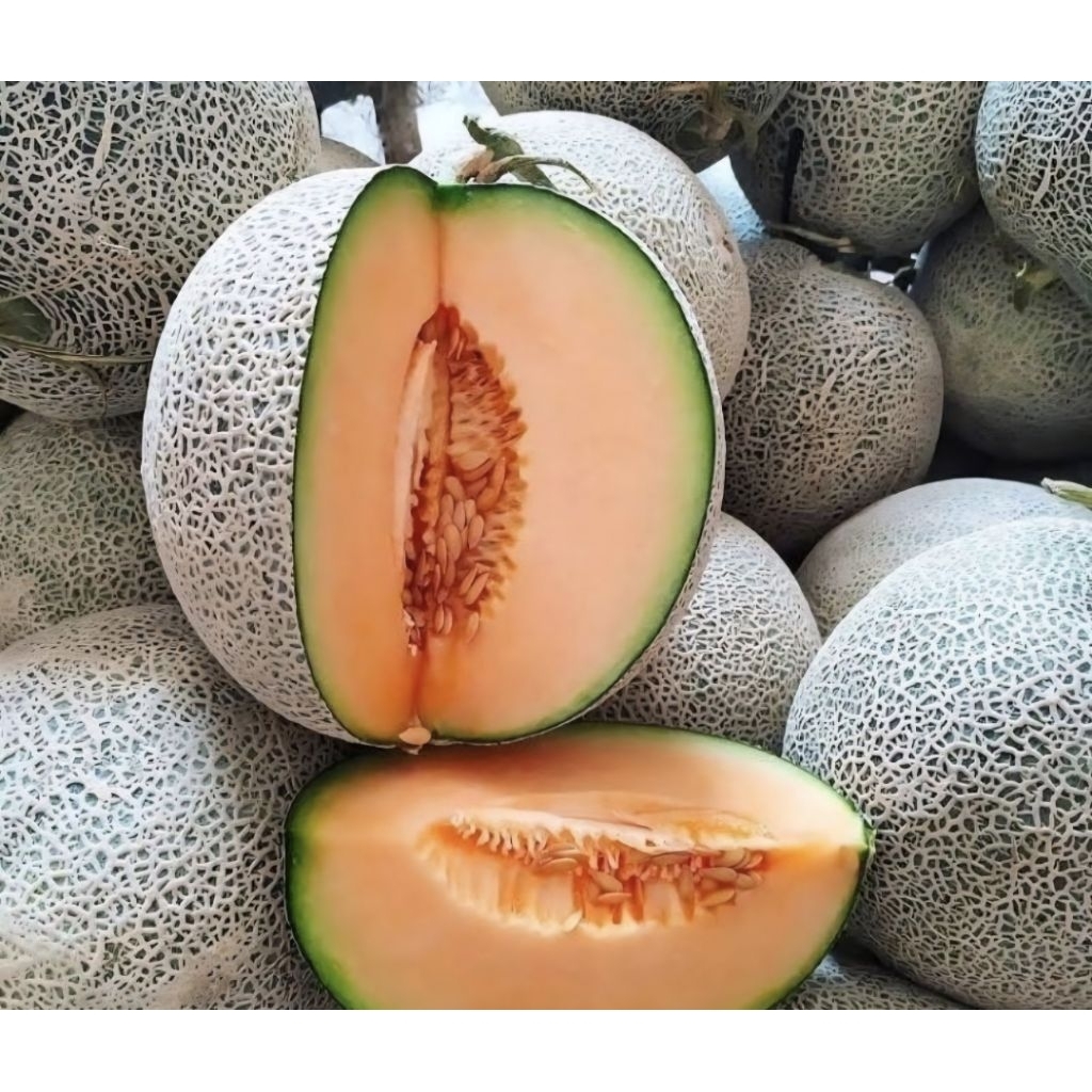 Melon Manis Orange Melon Rock/Sunpride 1 Buah