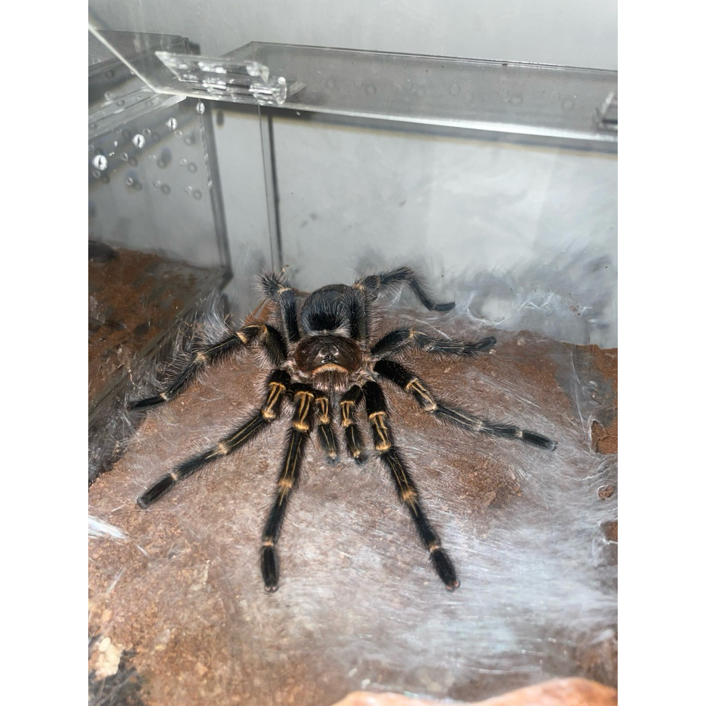 toples tarantula Grammostola pulchripes MM