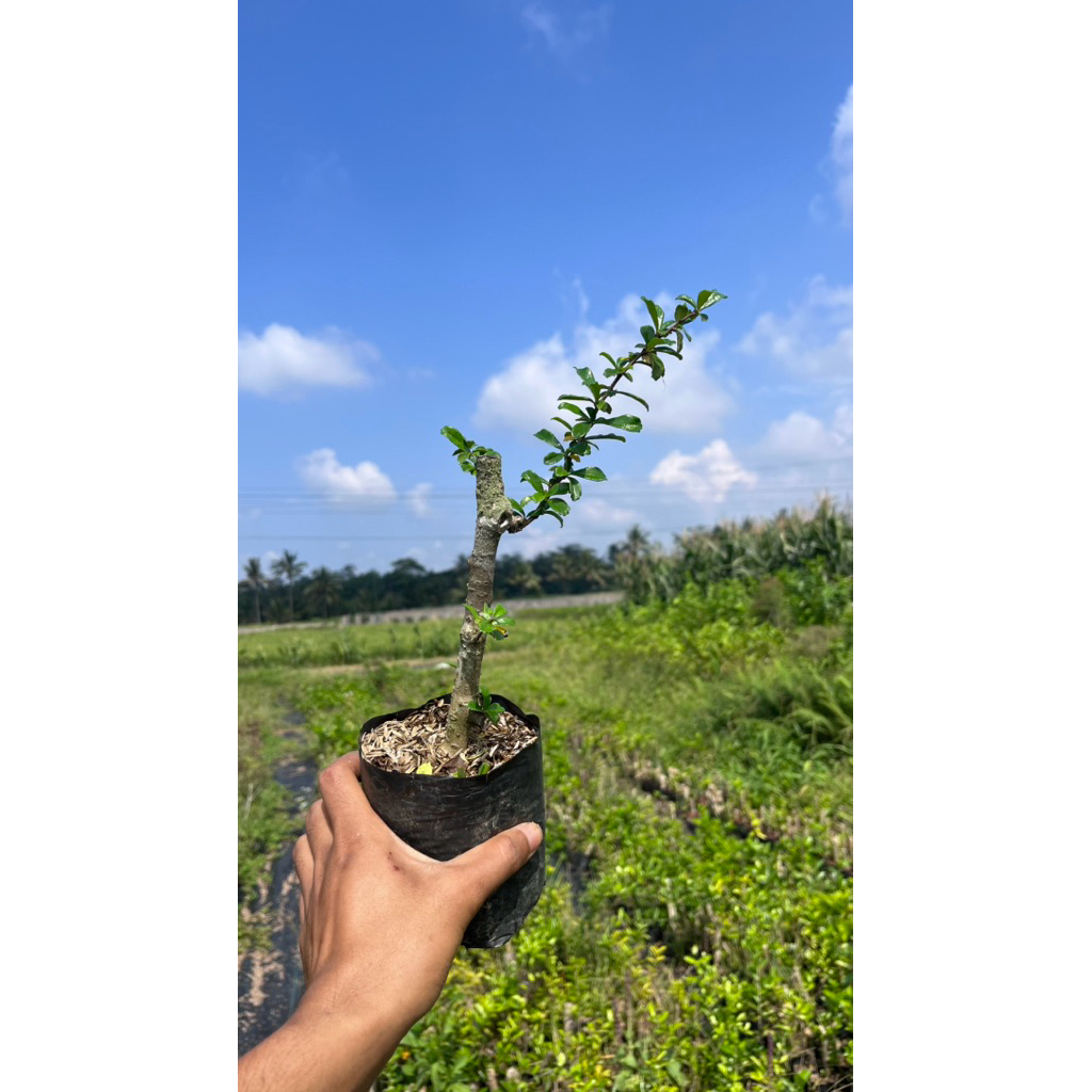 BAHAN BONSAI HOKIANTI BUNGA EKONOMIS