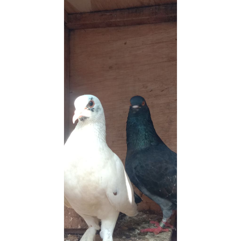 Merpati kolong sepasang