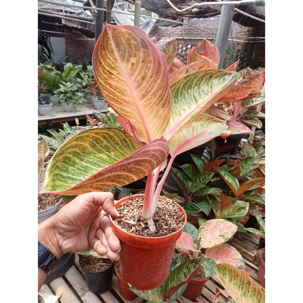 Aglaonema Goliath