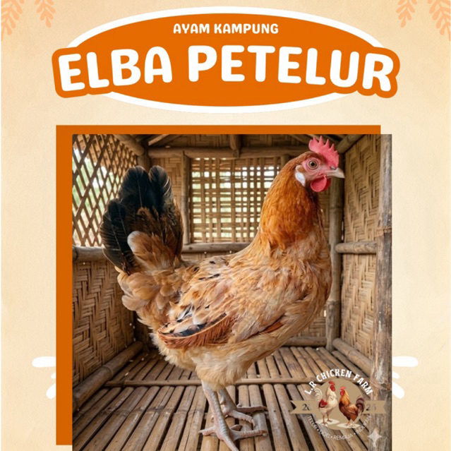 Ayam Petelur Elba/ Ayam Kampung Petelur