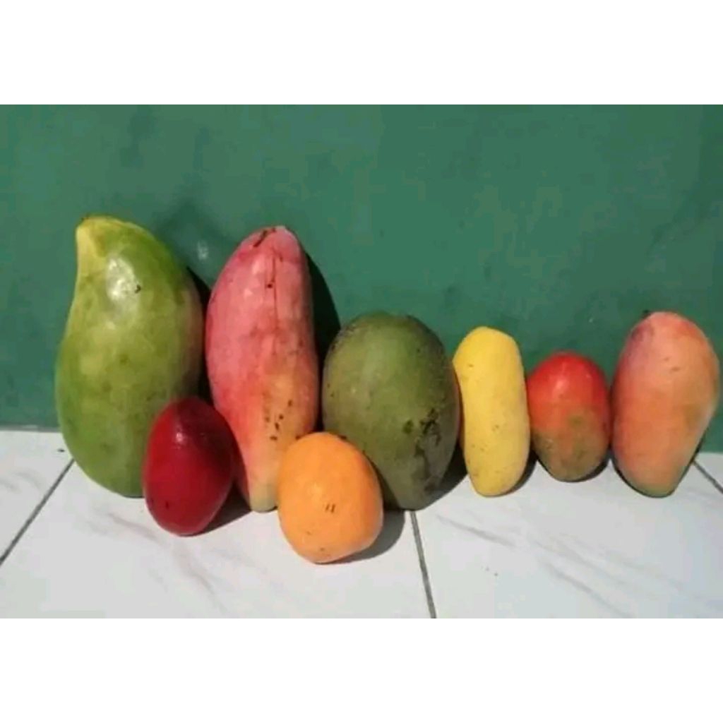 bibit mangga kombinasi 3 in 1