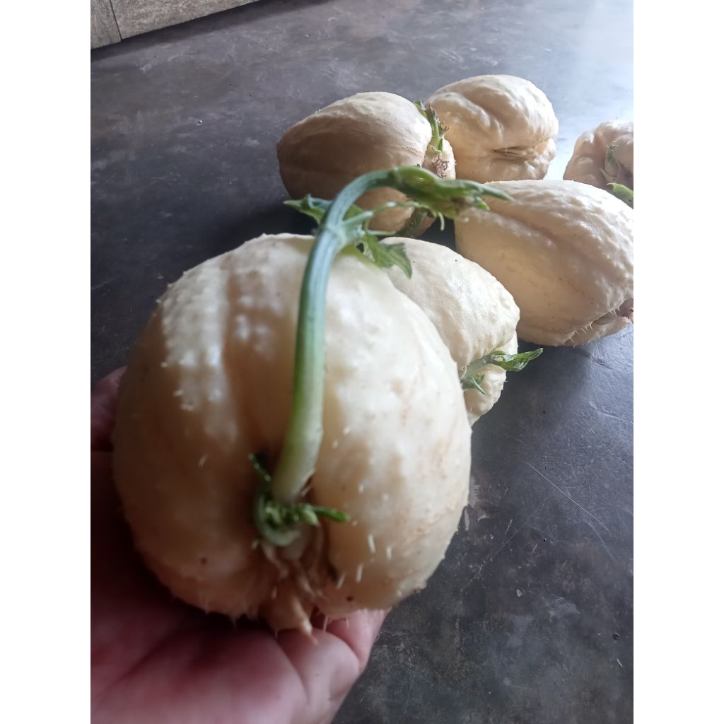 bibit labu Siam putih jipang putih super sudah berakar siap tanam