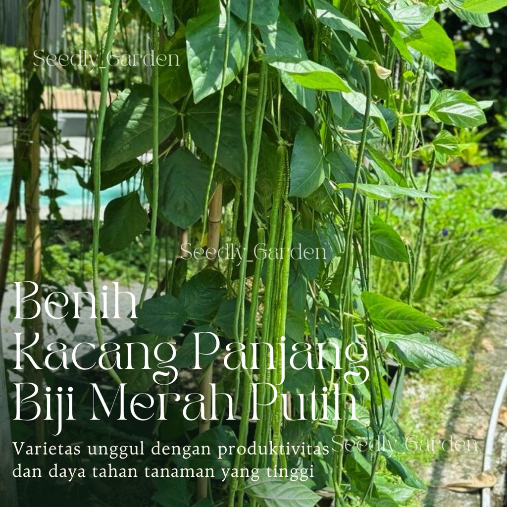 Seedly plant - 40 Butir Benih Tanaman Kacang Panjang (Biji Merah Putih)