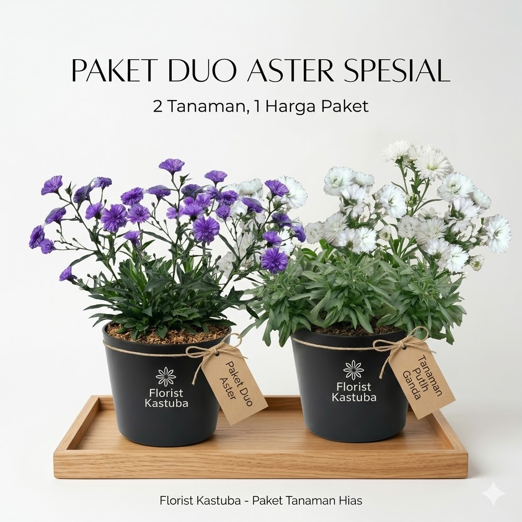 Paket 2 Warna Tanaman Hias Aster Pikok Mahrit - Bibit Bunga Hidup Rimbun Murah