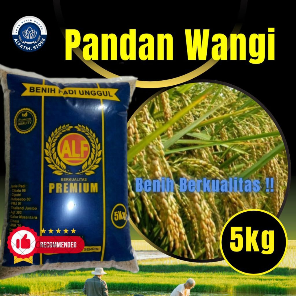 benih padi PANDAN WANGI lokal padi sawah