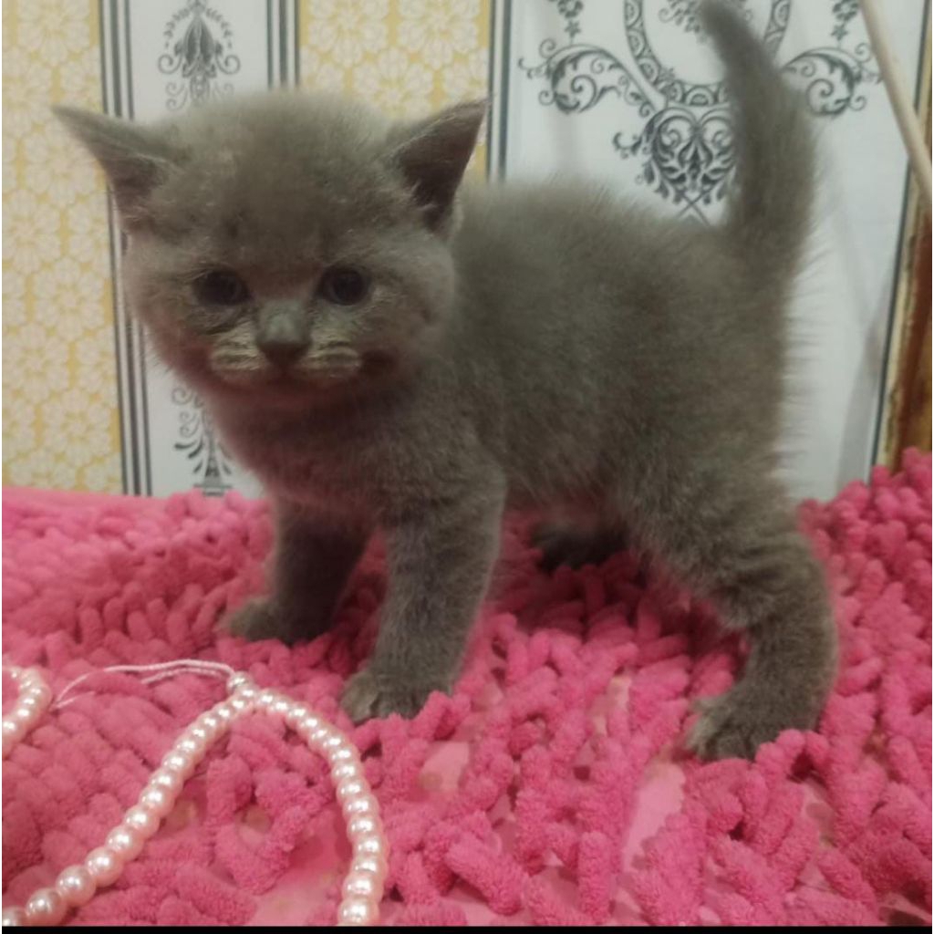 BSH Kitten Anak Kucing Jantan & Betina
