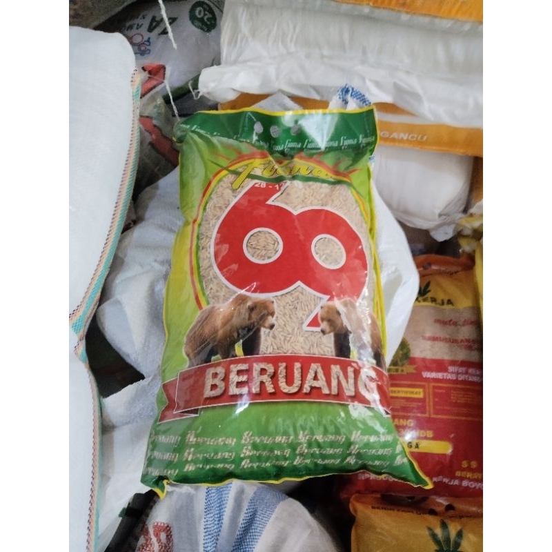 benih padi ciherang beruang