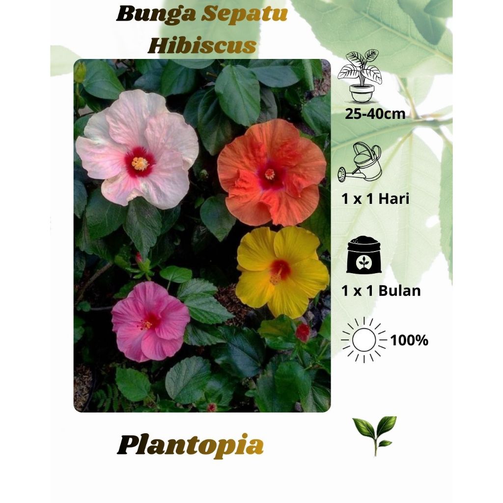 Tanaman Bunga Sepatu Bangkok - Bunga Hibiscus Tumpuk Bangkok - Tanaman Outdoor
