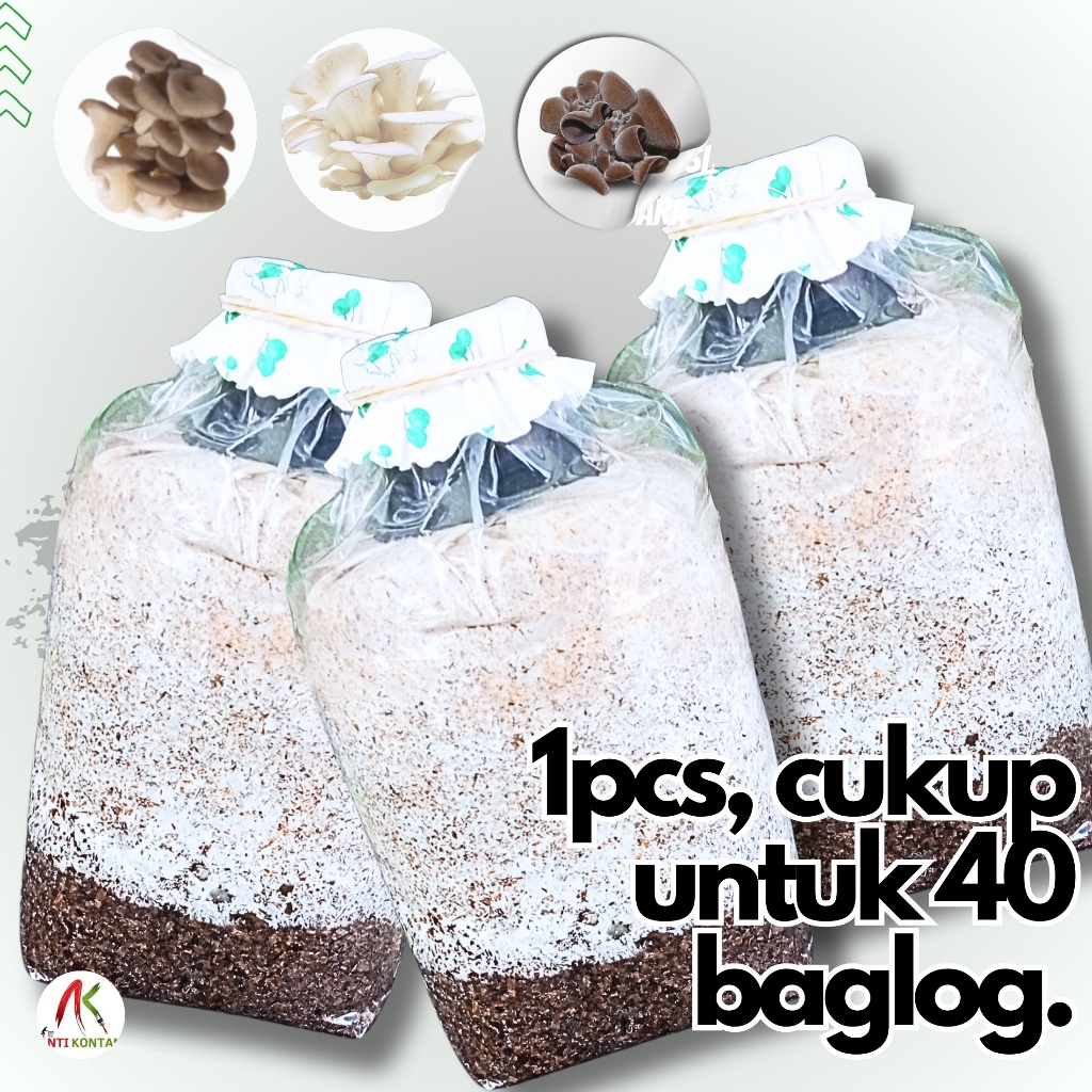 Bibit Jamur F2 Tiram Putih Coklat Kuping