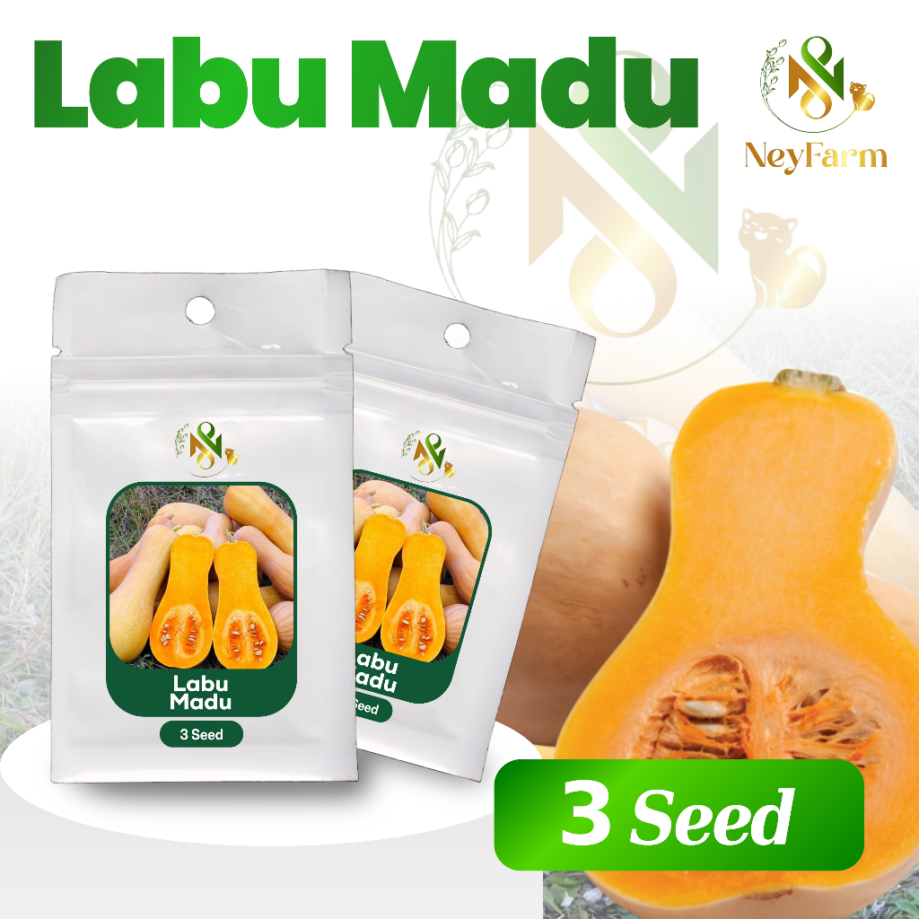 Benih Labu Madu Benih Biji Buah Labu Madu 3 Biji Unggul Berkualitas