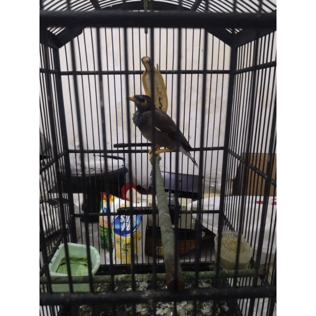 Jalak nias gacor mantap