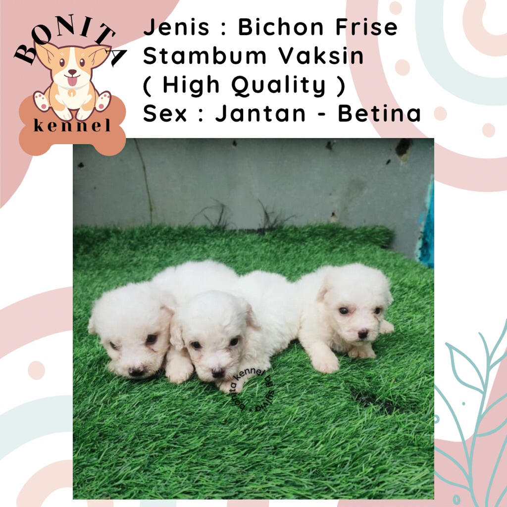Bichon Frise Non Stambum Anjing Bichon Korea Jantan Betina