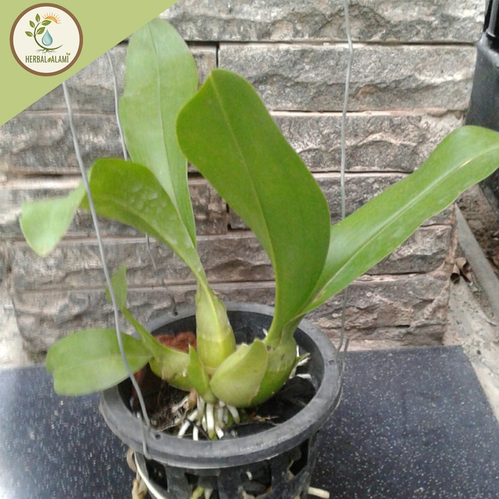 Anggrek Grammatophyllum Martae Seedling Dewasa