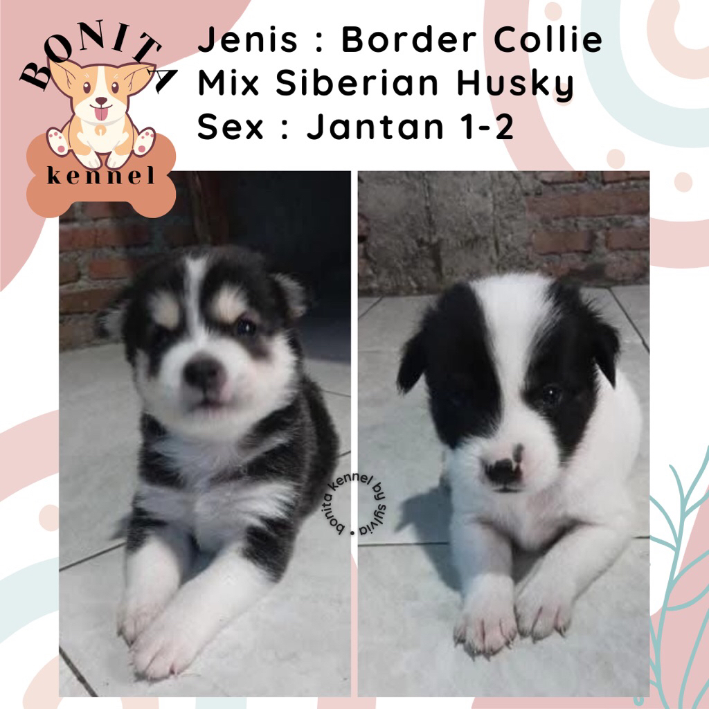 Border Collie Mix Husky Anjing Border Collie Siberian Husky Jantan Betina