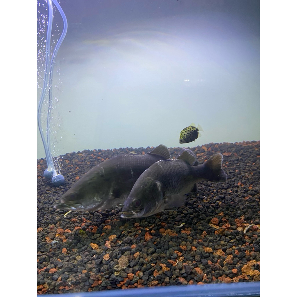 KAKAP PUTIH AIR TAWAR/BARAMUNDI AIR TAWAR HIDUP SUDAH FULL AIR TAWAR