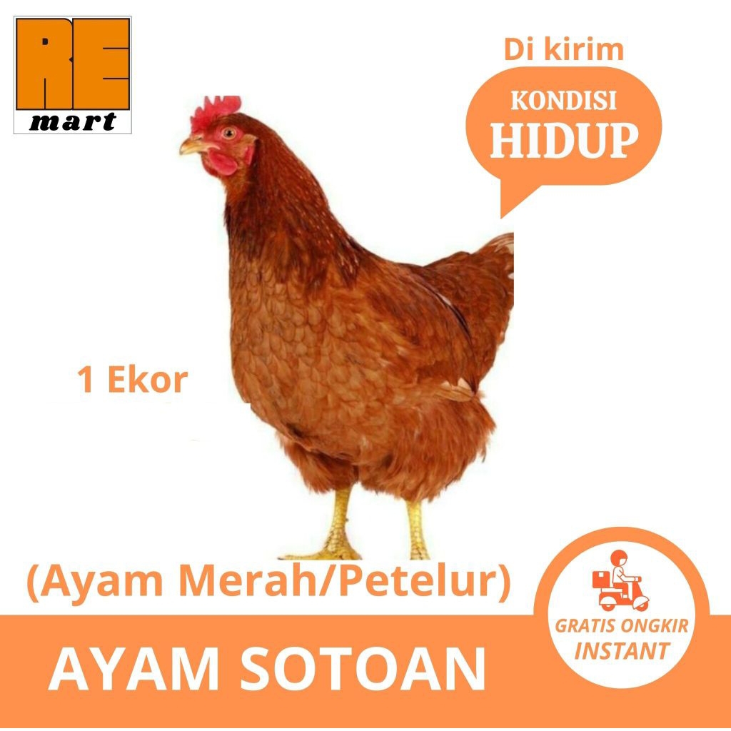 AYAM SOTOAN | Ayam Merah Kondisi HIDUP Sehat Gemuk