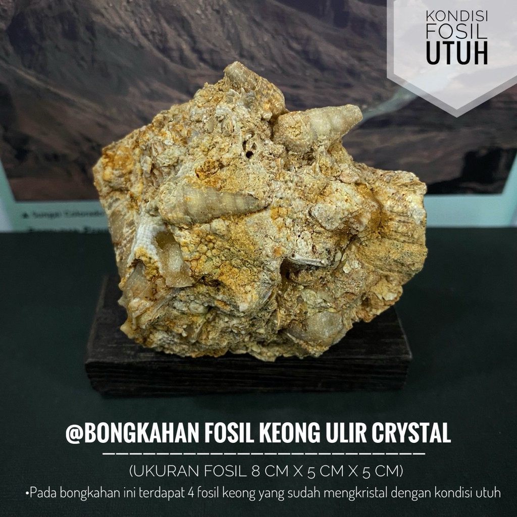 Bongkahan Fosil Keong Ulir Crystal B36 atau Fossil Turritella Purba atau Fosil Campanile Temuan atau