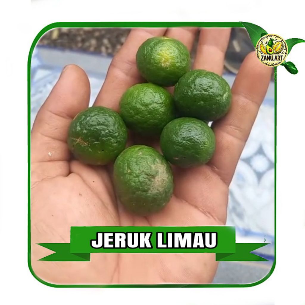 Jeruk Limau FRESH Buah jeruk masak Perbiji
