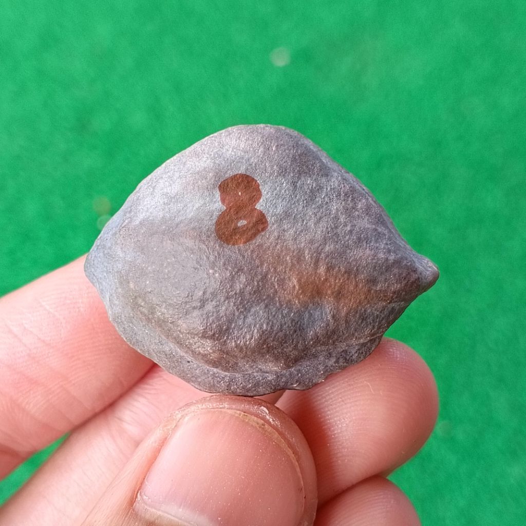 Muncang Adu MD Domba JR kode 8