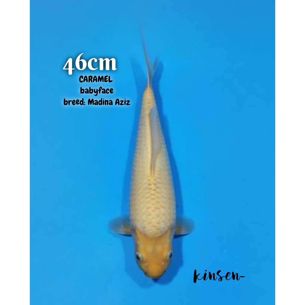 Koi Caramel Baby Face 46cm Berpunuk Kepala Kotak Bulky breed Madina Aziz HQ