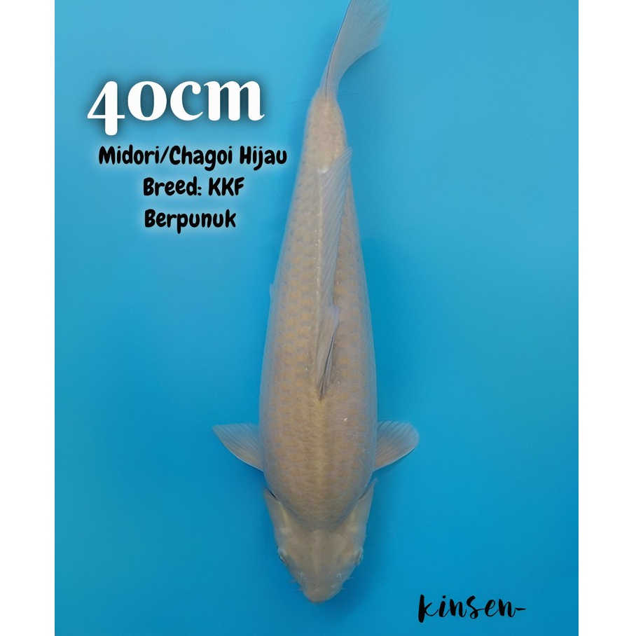 Koi Midori Chagoi Hijau 40cm Berpunuk bulky breed KKF HQ