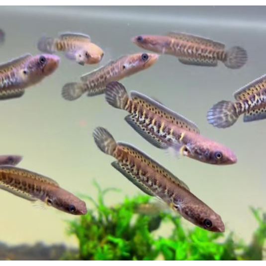 Ikan Channa Auranti CB Magelang Ukur 7-8 CM