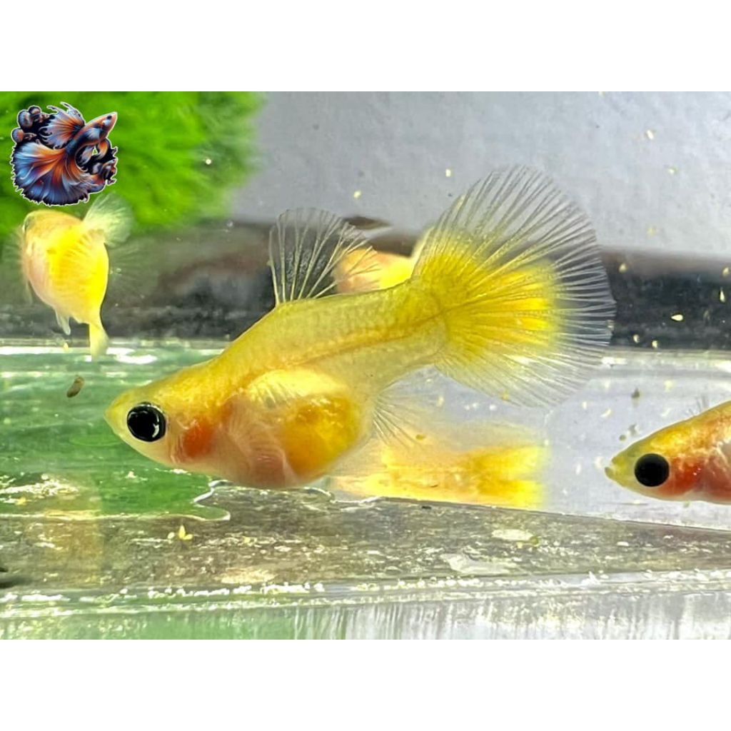 HIASAN AQUARIUM BURAYAK GUPPY GLASS BELLY ISI 5